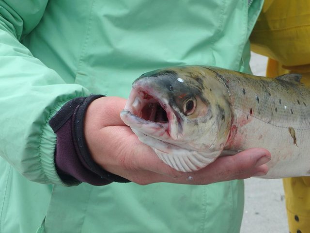 P8071345 (Copy).JPG