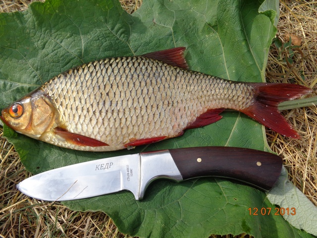 Krasnoperka.jpg