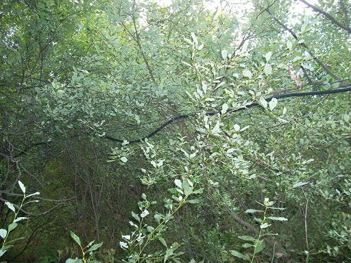 Трасса РК.JPG