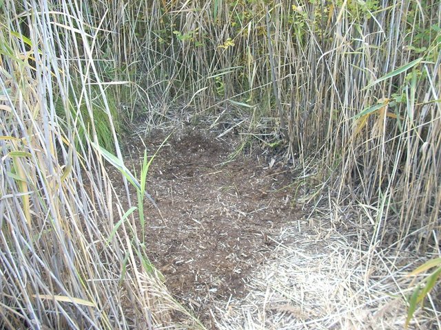 Расчистил участок.JPG