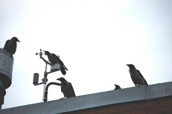 CROW1.JPG