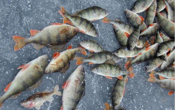 Суходольское -2012.jpg