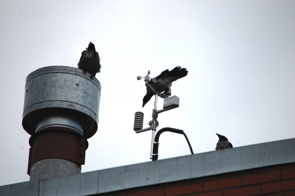 CROW2.JPG