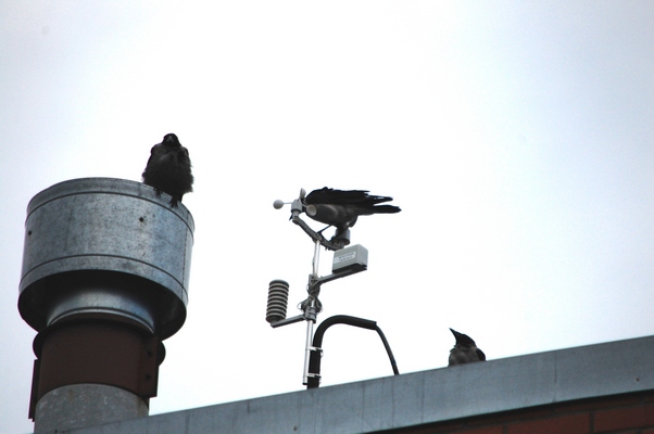 CROW3.JPG