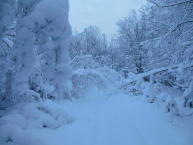 DSCN0271_392x294.jpg