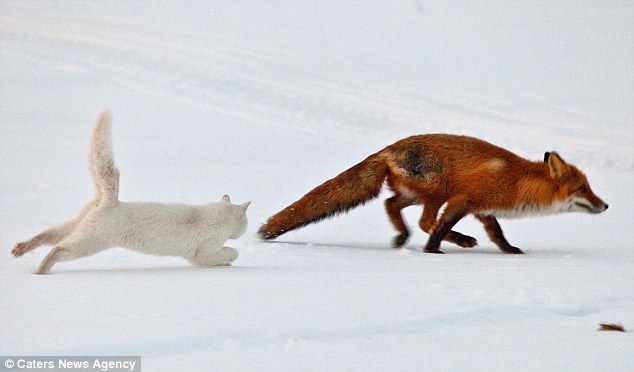 котяра.jpg