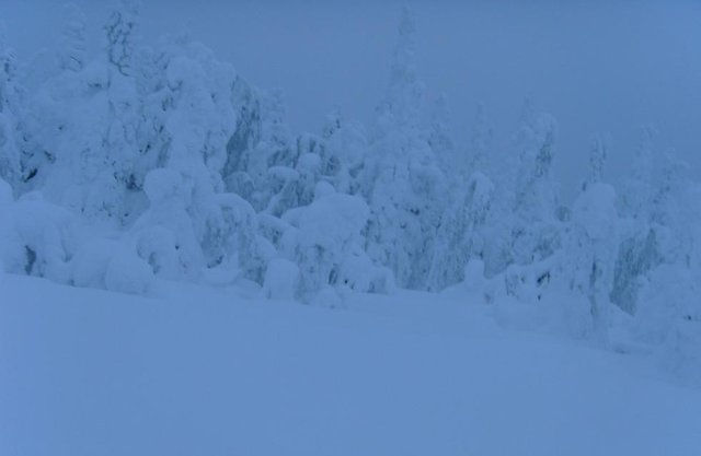 S73R0837_981x639.jpg