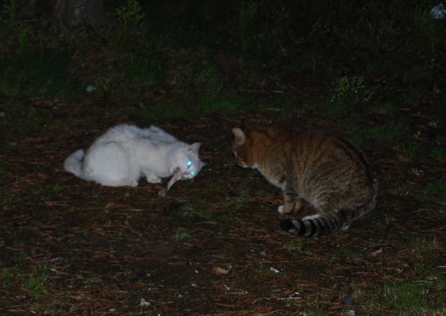 cats.jpg